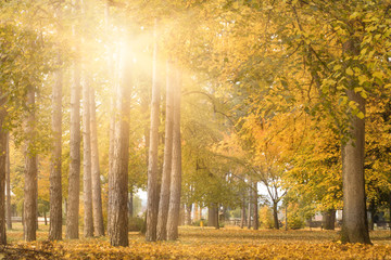 Colorful foliage in the autumn  yellow park in Mataruska Banja,