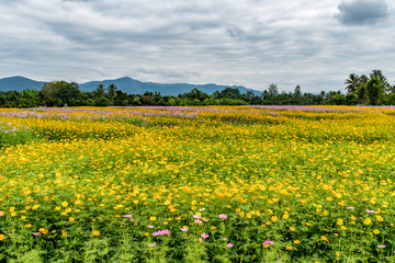 yellow cosmos flowers