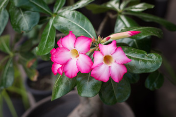 Pink Desert Rose or Impala Lily or Mock Azalea flower..