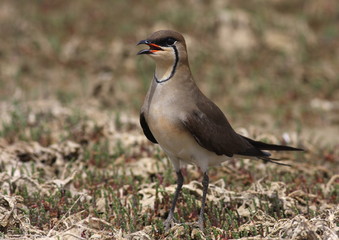 black-winged pratincole