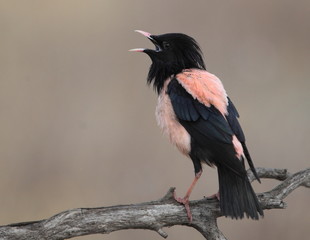Rosy starling