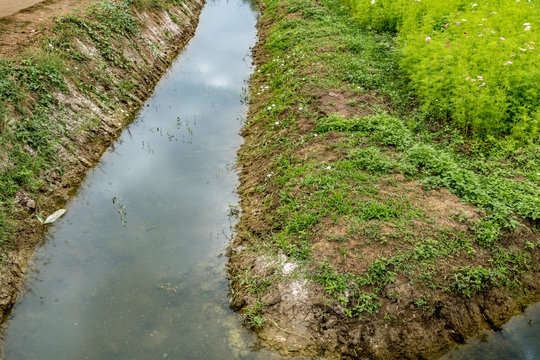 Irrigation canal with plants