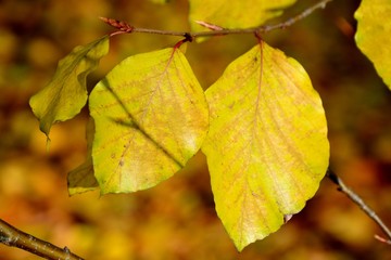 Detail of yellow leaves in autumn