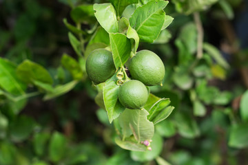 Obraz premium Lime on tree branch