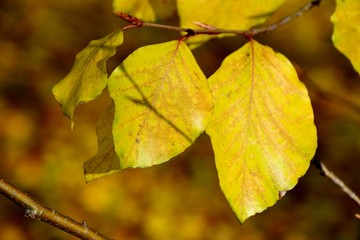 Detail of yellow leaves in autumn