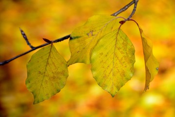 Detail of yellow leaves in autumn