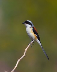 Fototapeta premium Bay Backed Shrike 