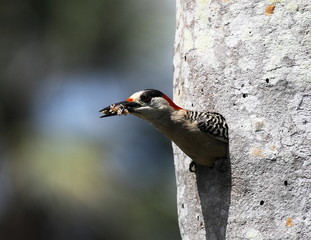 woodpecker