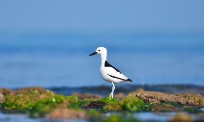 Crab Plover