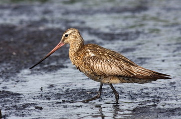 Black-tailed godwit