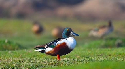 Northern Shoveler