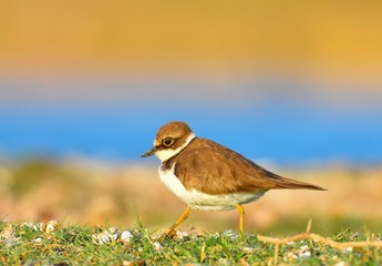 Little Ring Plover