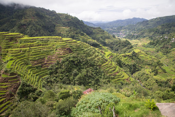 Fototapeta na wymiar “Stairway to heaven”, Banaue rice terracces, Rice Terraces of the Philippine Cordilleras 
