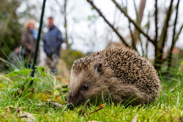 hedgehog in the park