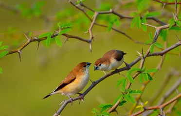 Indian Silver Bill