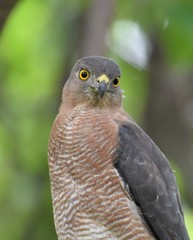 Shikra