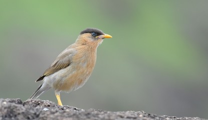 Bramhini Starling 