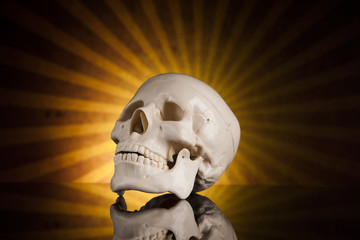 Human skull isolated