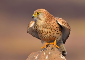 Common Kestrel
