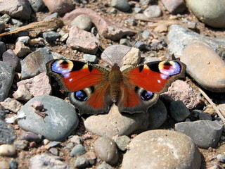 The butterfly of peacock eye sitting on the rocks.