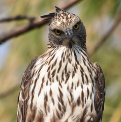 Changeable Hawk Eagle