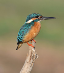 Small Blue Kingfisher