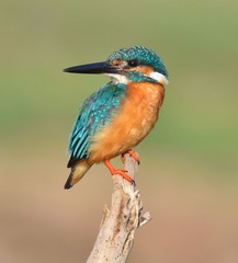 Small Blue Kingfisher