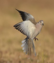Dove