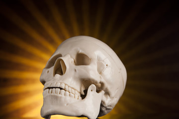 Human skull isolated