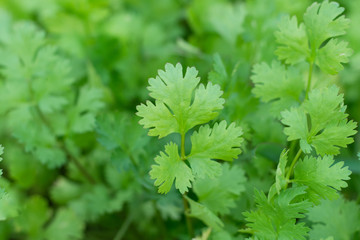 Patterns of coriander leaves. Coriander is loaded with antioxida	