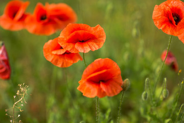 Field of Corn Poppy Flowers