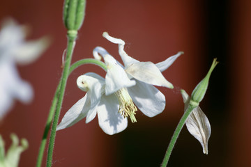 Naklejka na ściany i meble Beautiful white flowers in natural habitat