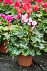 Cyclamen flowers in flowerpots