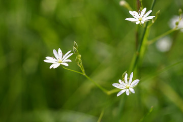 Beautiful white flowers in natural habitat