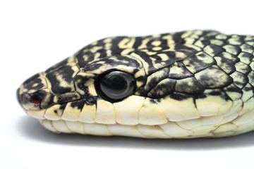 Close up of Golden Tree Snake oneself on white.
Chrysopelea ornata is a colubrid snake found in both South and Southeast Asia.
very unusual in that it is capable of a type of gliding flight.