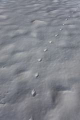 Red Fox tracks in the fresh snow. Chain paw prints