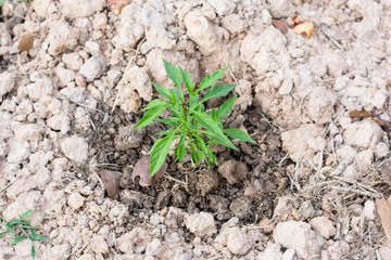 Pepper seedling plant in soil