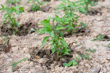 Pepper seedling plant in soil