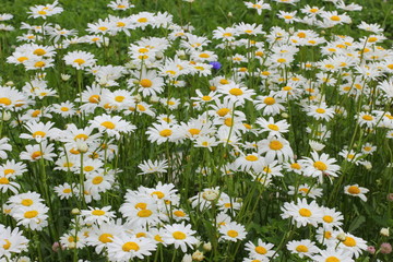 Fototapeta premium Many daisies in the garden