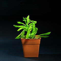indoor plants in plastic pot on black background