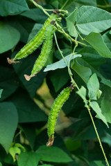 Winged Bean (Princess bean or asparagus pea) on tree,Psophocarpu