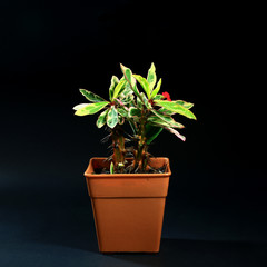 indoor plants in plastic pot on black background