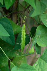 Winged Bean (Princess bean or asparagus pea) on tree,Psophocarpu