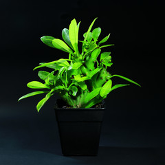 indoor plants in plastic pot on black background