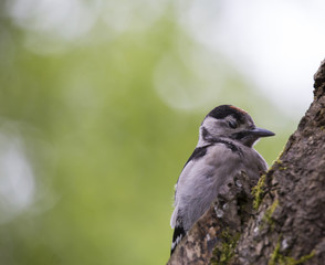 great spotted woodpecker perched drowsy