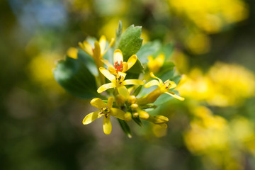 Beautiful yellow flowers in natural habitat
