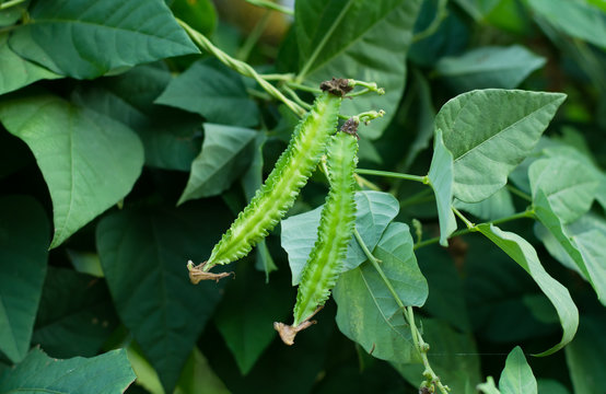 Winged Bean (Princess Bean Or Asparagus Pea) On Tree,Psophocarpu