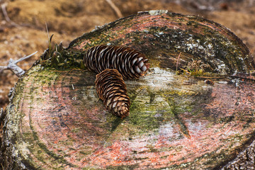 two pine cone on a cracked tree stump