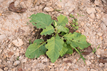 young eggplant seedlings on the vegetable bed..