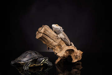 Dragon  lizard witch turtle